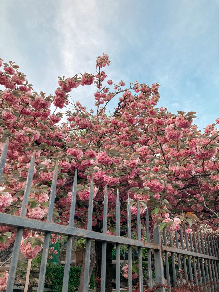 Blossoming trees Milan